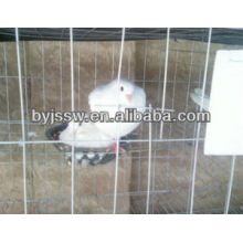 High Quality Pigeon Cage For Saudi Arabia Market